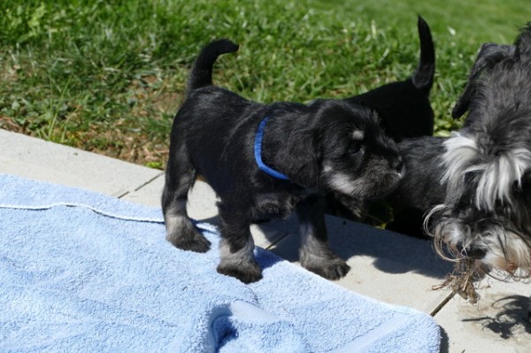 R-Wurf Woche 4 Polly 2025-04-12 017